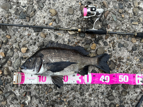 クロダイの釣果