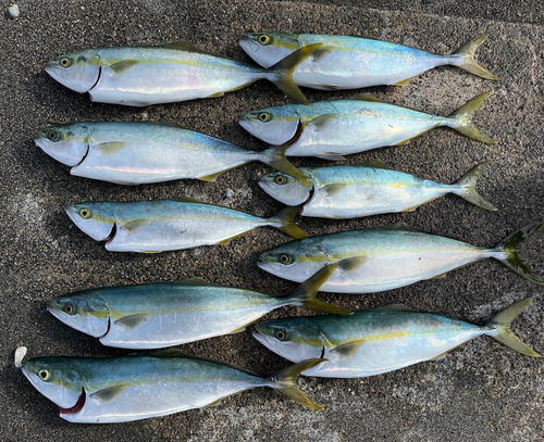 イナダの釣果