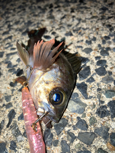 メバルの釣果