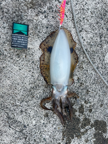 イカの釣果