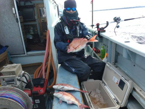 マダイの釣果