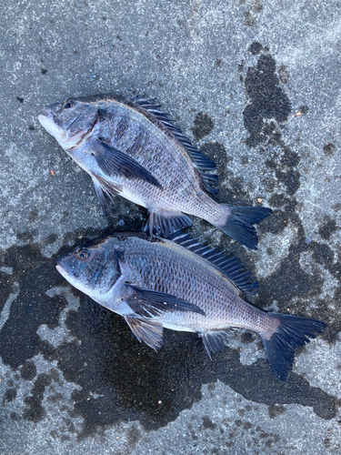 クロダイの釣果