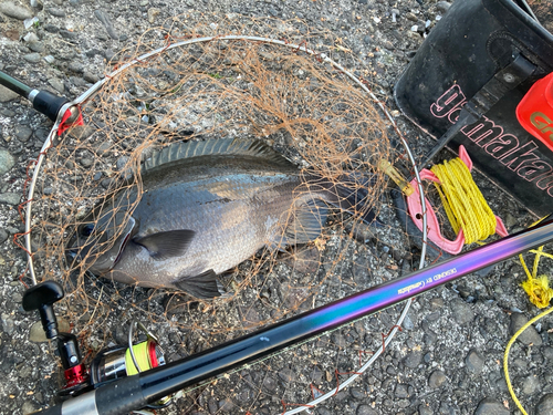 メジナの釣果