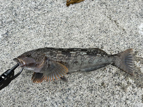 アイナメの釣果