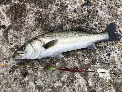 ハネ（マルスズキ）の釣果