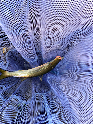 カマスの釣果