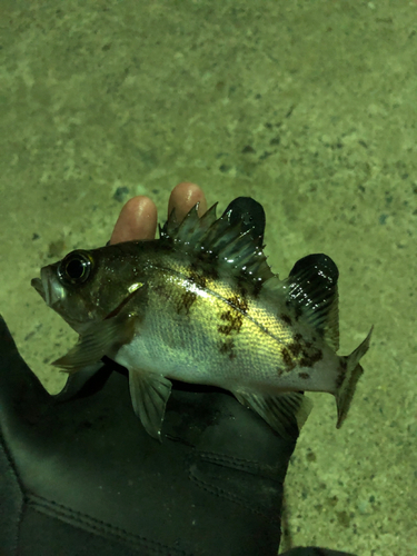 シロメバルの釣果