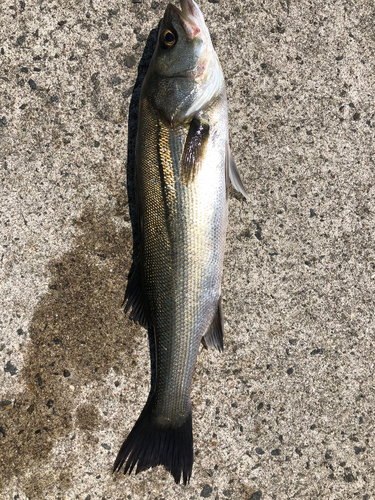 ハネ（マルスズキ）の釣果