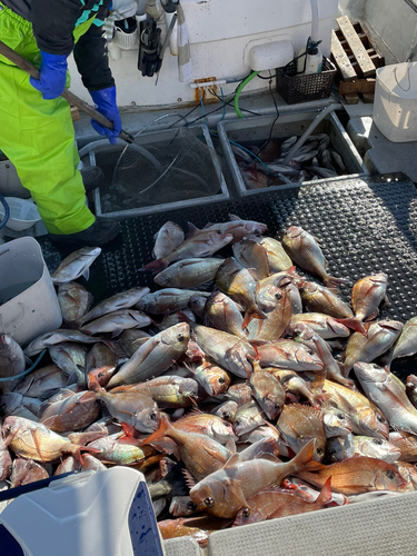 マダイの釣果