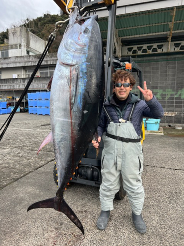 クロマグロの釣果