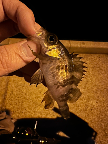 メバルの釣果