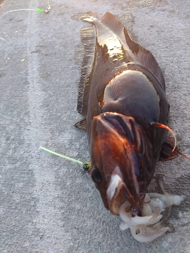 ドンコの釣果