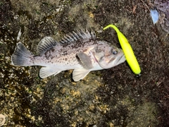 クロソイの釣果