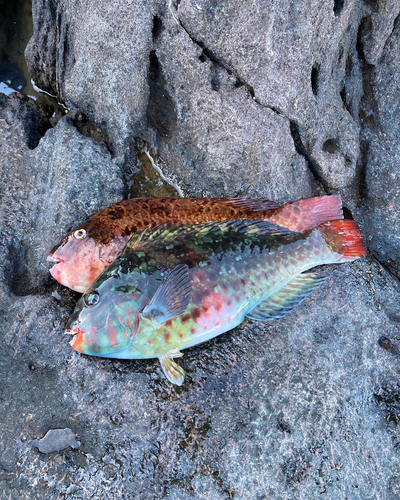 ブダイの釣果