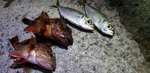 アジの釣果