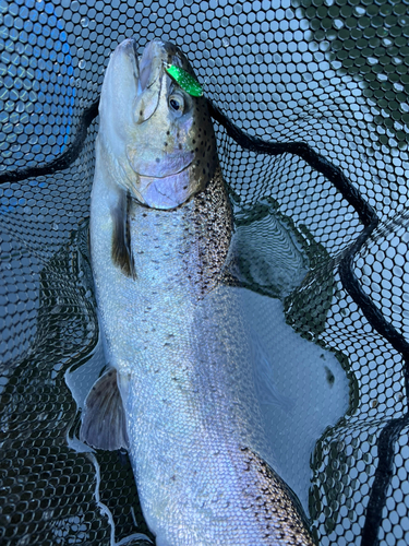 トラウトの釣果