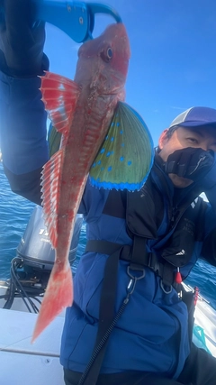 ホウボウの釣果