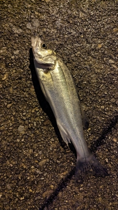 セイゴ（マルスズキ）の釣果