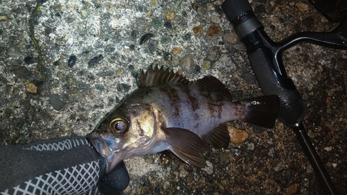 メバルの釣果