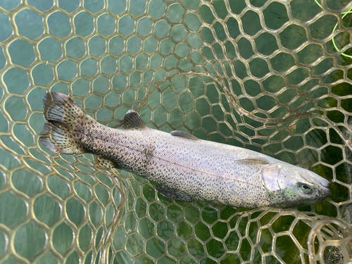 ニジマスの釣果