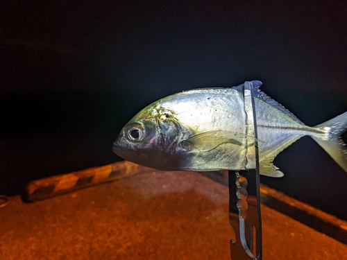 メッキの釣果