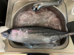 ビンチョウマグロの釣果