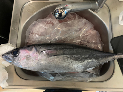 ビンチョウマグロの釣果