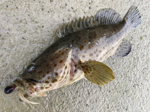 チャイロマルハタの釣果