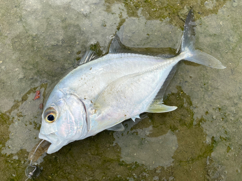 メッキの釣果