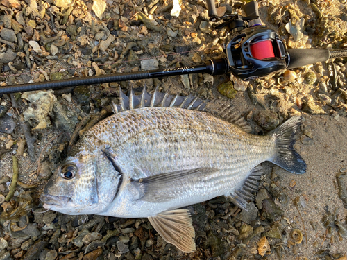 ミナミクロダイの釣果