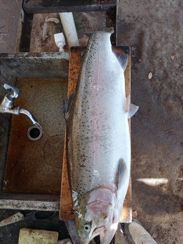 ヤシオマスの釣果