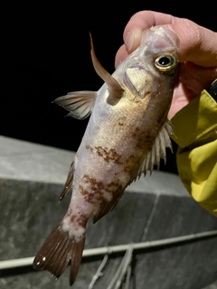 メバルの釣果