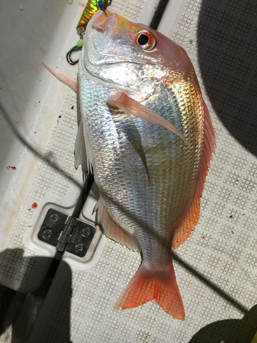 レンコダイの釣果