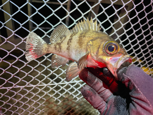 メバルの釣果