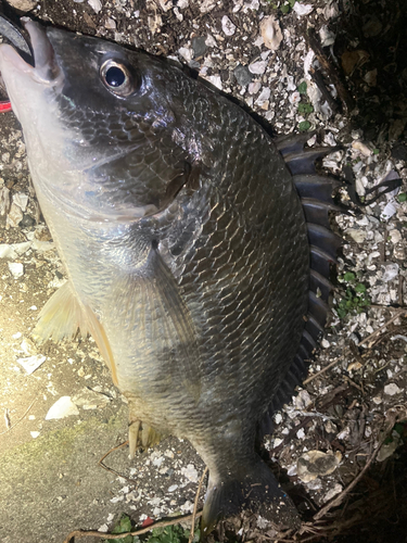 キビレの釣果