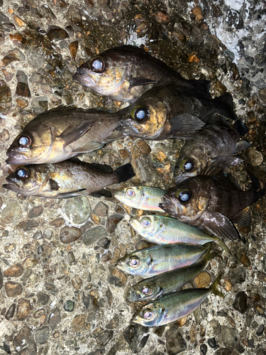 メバルの釣果