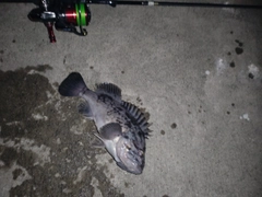 クロソイの釣果