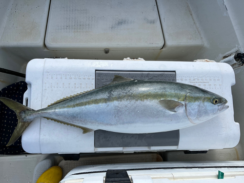 ブリの釣果