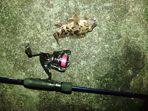 アラカブの釣果