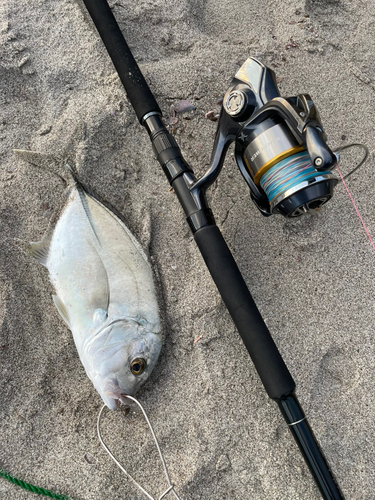 メッキの釣果