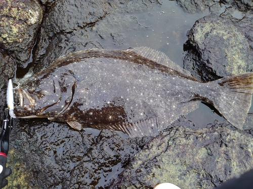 ヒラメの釣果