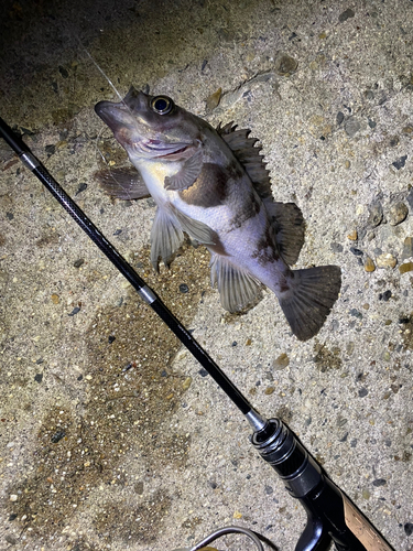 メバルの釣果