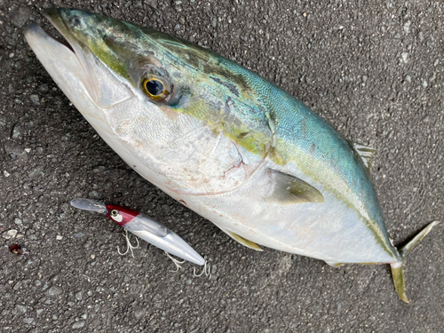 メジロの釣果