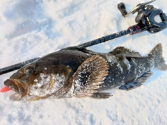 アイナメの釣果