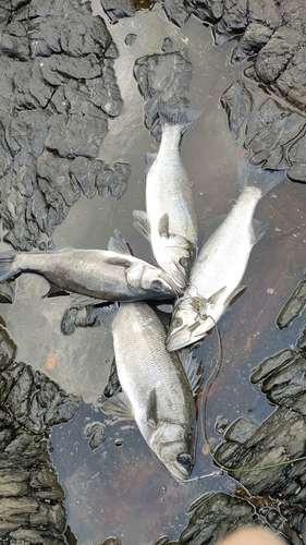 ヒラスズキの釣果