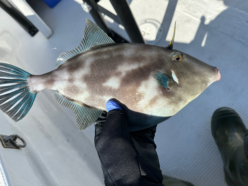 カワハギの釣果