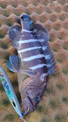 マハタの釣果