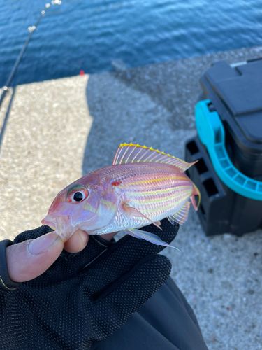 イトヨリダイの釣果