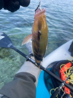 イシミーバイの釣果