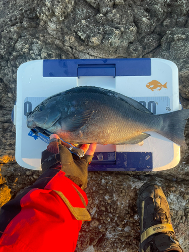 メジナの釣果